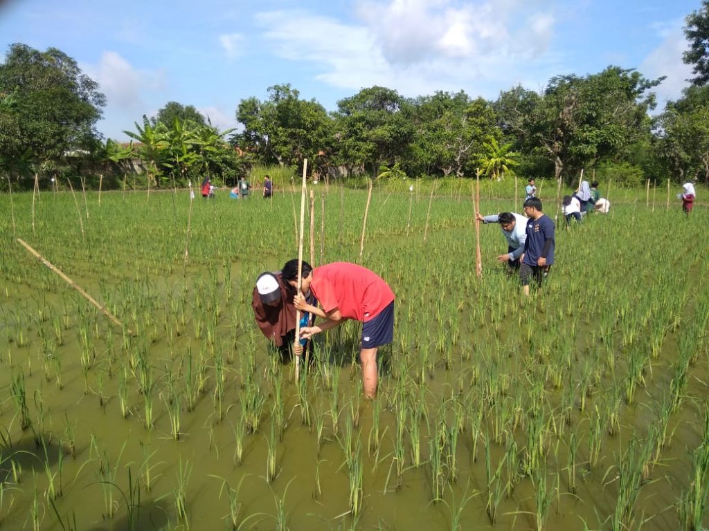 kebun3