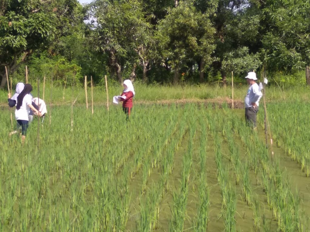 kebun4